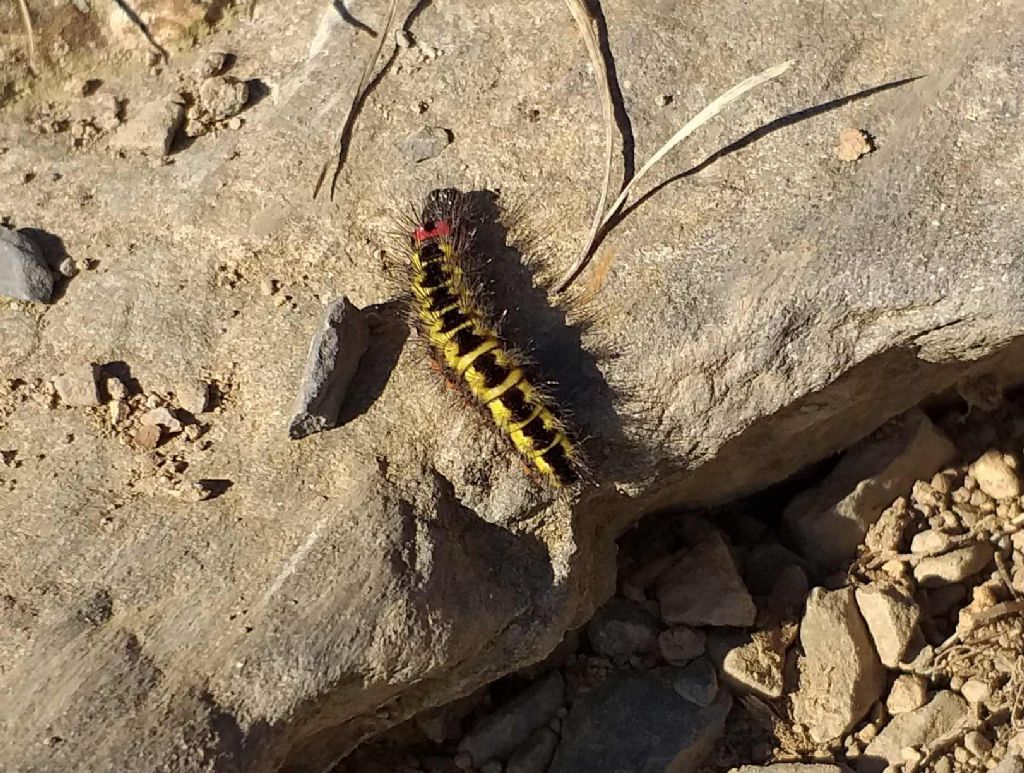 Acronicta euphorbiae?